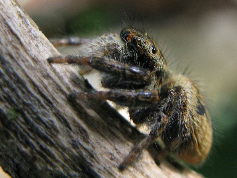 Carrhotus xanthogramma